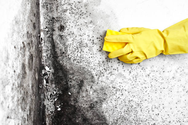 Best Crawl Space Mold Removal  in Coto De Za, CA