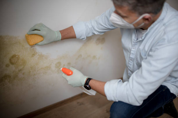 Best Emergency Mold Removal  in Coto De Za, CA