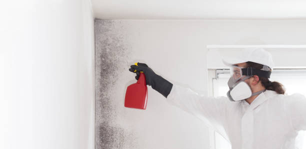 Best Mold Remediation  in Coto De Za, CA