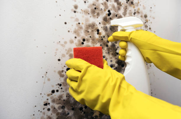 Best Fast Mold Removal  in Coto De Za, CA