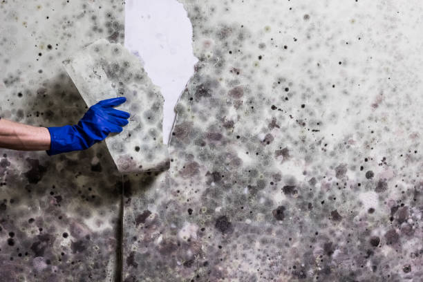 Coto De Caza, CA Mold Removal Company