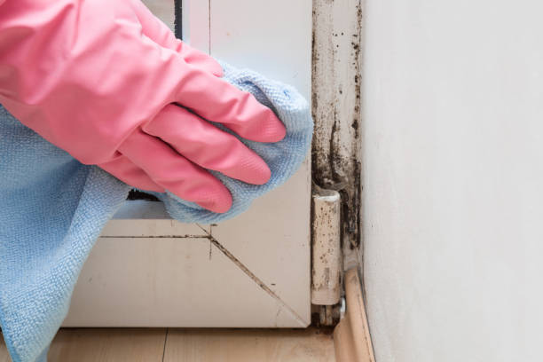 Attic Mold Removal in Coto De Caza, CA